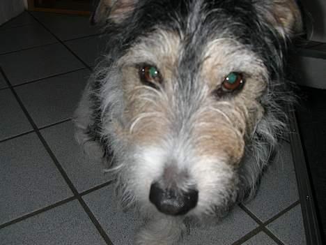 Jack russell terrier Rofus billede 1