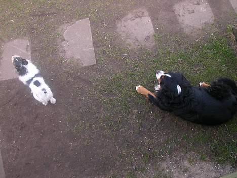 Jack russell terrier Rofus billede 2