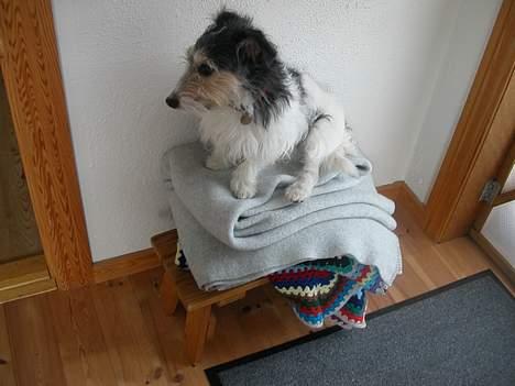 Jack russell terrier Rofus billede 3