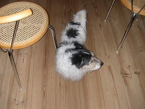 Jack russell terrier Rofus billede 4