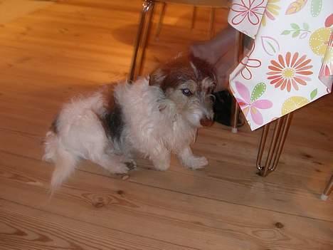 Jack russell terrier Rofus billede 6