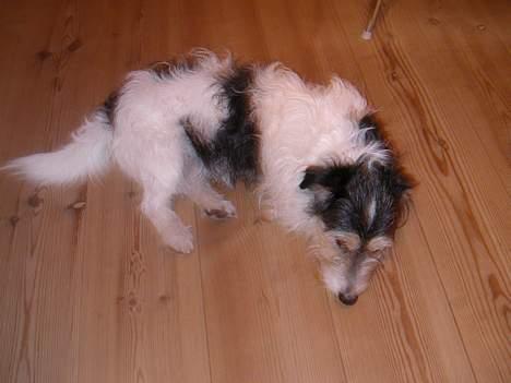 Jack russell terrier Rofus billede 7