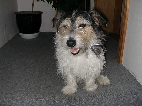 Jack russell terrier Rofus billede 8