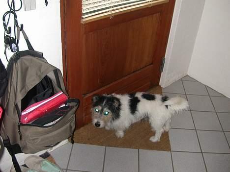 Jack russell terrier Rofus billede 9