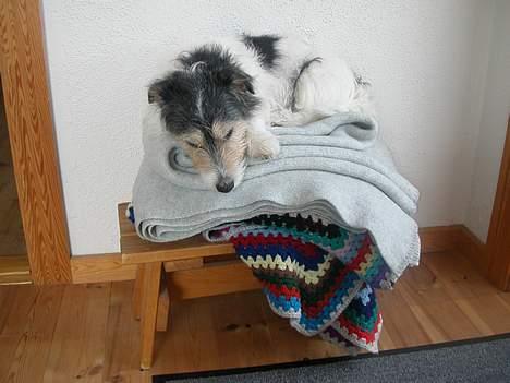 Jack russell terrier Rofus billede 10