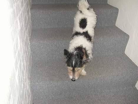 Jack russell terrier Rofus billede 11