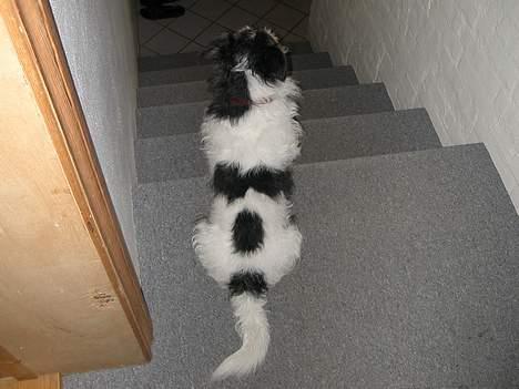 Jack russell terrier Rofus billede 13