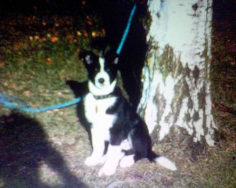 Blanding af racer Sofus billede 1