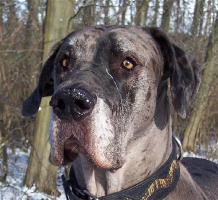 Grand danois Ozzy R.I.P 14.09.2009 - 26.03.08 billede 1