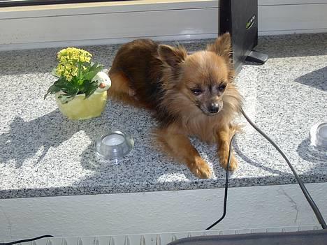 Chihuahua Nikki 1999-2007 - Jeg ææææælsker at sole mig ;o) billede 8