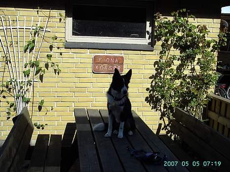 Blanding af racer Sofus billede 2