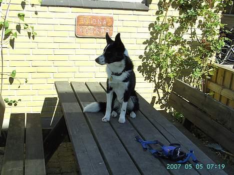 Blanding af racer Sofus billede 3