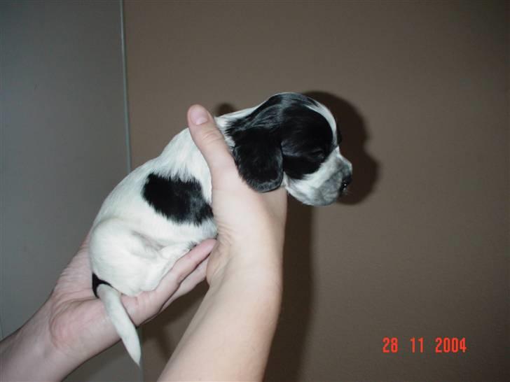 Cocker spaniel Seffie - må jeg løbe nu? billede 15