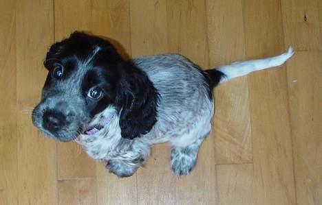 Cocker spaniel Seffie - hej mor! billede 16