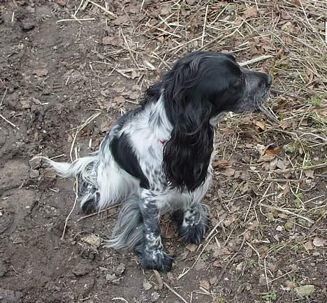 Cocker spaniel Seffie - jeg vil gerne derud! billede 20