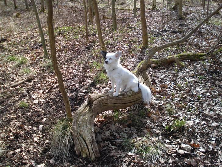 Blanding af racer Minie billede 1