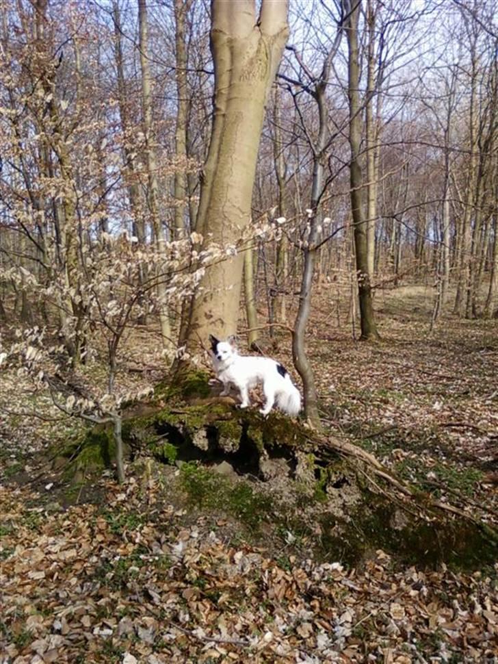 Blanding af racer Minie billede 2