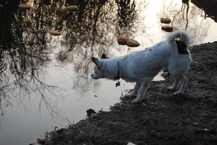 Blanding af racer Minie billede 3