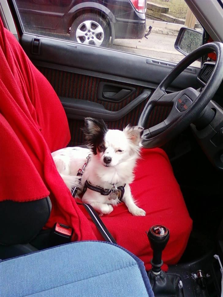 Blanding af racer Minie billede 4