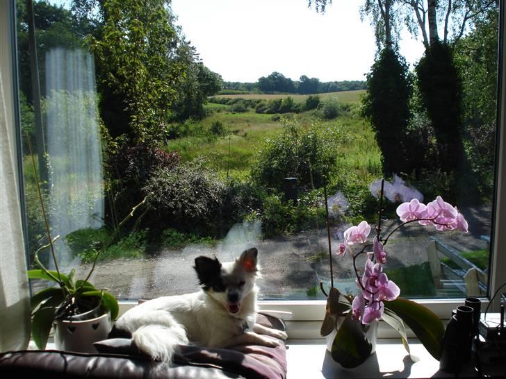 Blanding af racer Minie billede 5