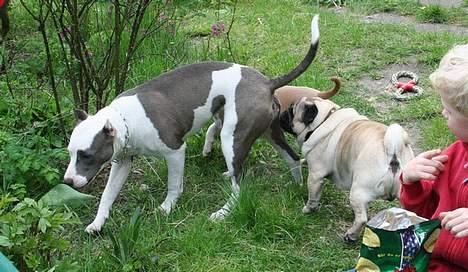 Amerikansk staffordshire terrier Icewood EZ Blue Baby Girl - Rest in Peace <3 billede 20