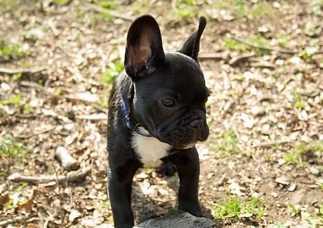 Fransk bulldog Absalon ( Otto )  billede 1