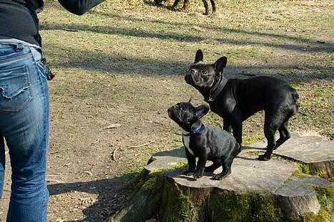 Fransk bulldog Absalon ( Otto )  billede 2