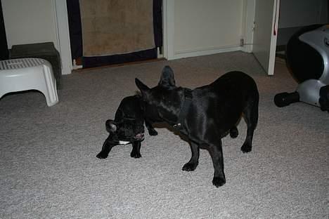 Fransk bulldog Absalon ( Otto )  billede 3