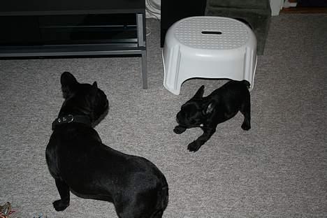 Fransk bulldog Absalon ( Otto )  - otto og myrna leger billede 4