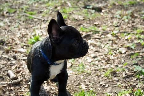 Fransk bulldog Absalon ( Otto )  billede 5