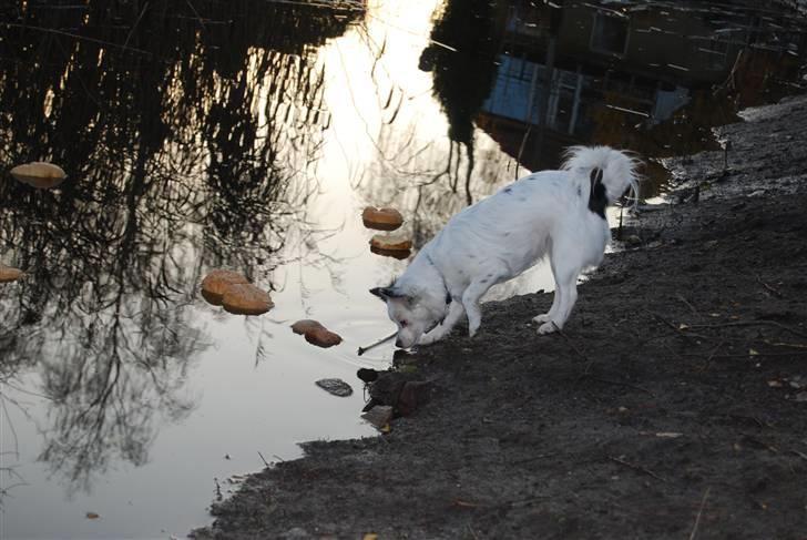 Blanding af racer Minie billede 6