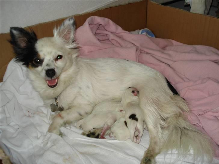 Blanding af racer Minie - Fødslen er overstået og Minie er rigtig stolt af sine fine 4 hvalpe!!!<3 billede 7