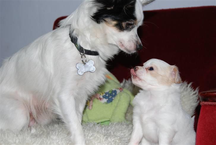 Blanding af racer Minie billede 8