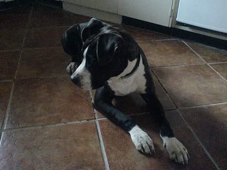 Amerikansk staffordshire terrier Shaggy*solgt og savnet* - jeg tror jeg så en flue.. billede 2