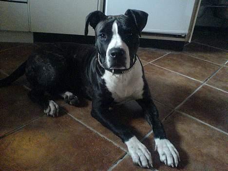 Amerikansk staffordshire terrier Shaggy*solgt og savnet* - jeg kan godt ligge pænt ;D billede 3
