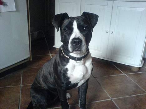 Amerikansk staffordshire terrier Shaggy*solgt og savnet* - jeg er da bare for sød ikk. billede 4