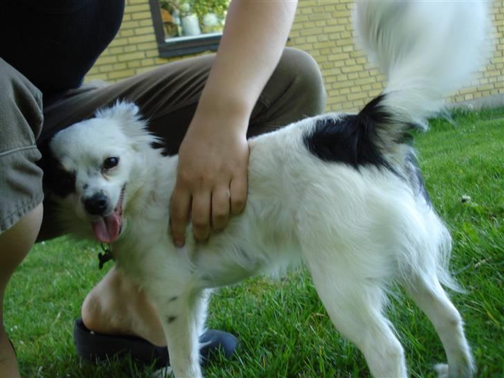 Blanding af racer Minie billede 9