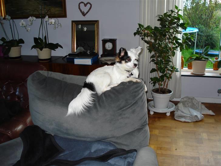 Blanding af racer Minie billede 10