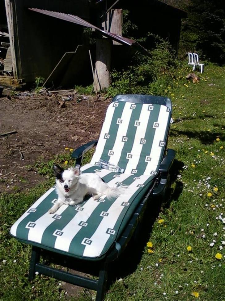 Blanding af racer Minie billede 11