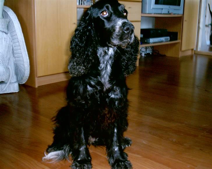 Cocker spaniel Bonnie (død 4 maj 2008)  billede 1