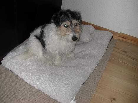 Jack russell terrier Rofus billede 14