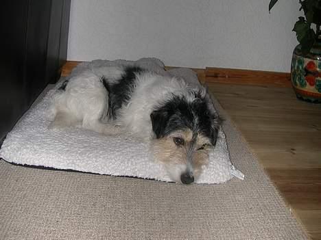 Jack russell terrier Rofus billede 15