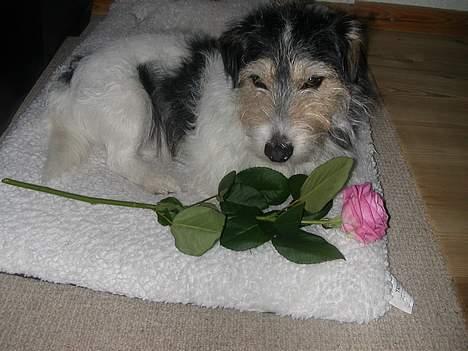 Jack russell terrier Rofus billede 16