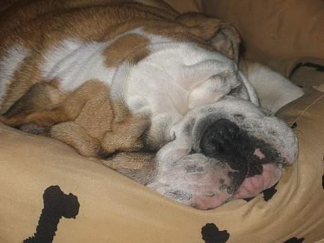 Engelsk bulldog Gordon - Nu er jeg bare færdig som pop sanger, hååård dag billede 7