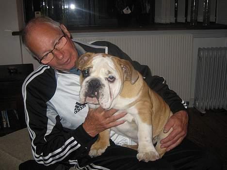 Engelsk bulldog Gordon - Det er min morfar, ham er jeg rigtig glad for. Vi køre ture sammen og jeg overnatter hos ham, så får jeg god bidder ved bordet hmmm billede 8