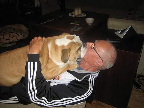 Engelsk bulldog Gordon - Så giver jeg ham et stort bull kys for han er så sød ved mig, ikke skrap som min mor billede 9
