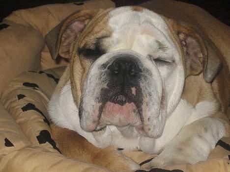 Engelsk bulldog Gordon - Ja nu er det da lige før jeg begynder at kede mig, drømmer om en lille bitte lur, argg kan da lige holde det ene øje åben  tænk hvis nogen går i køkkenet billede 10
