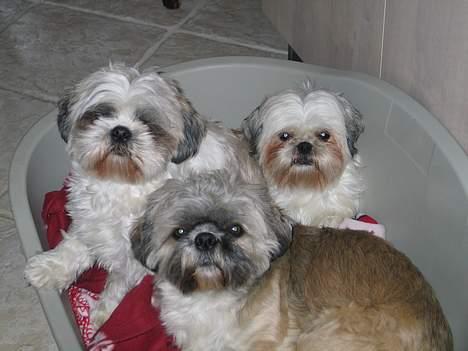 Shih tzu Mingh og Mao og Mitzu - Venter lige på lidt aftensmad ........ billede 10