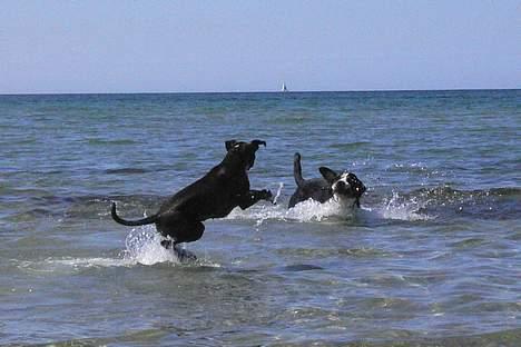 Boxer Freia (RIP) - Første badedag april 2007 billede 10