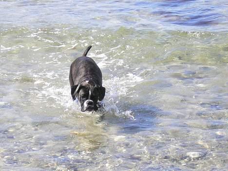 Boxer Freia (RIP) - Første badedag april 2007 billede 11